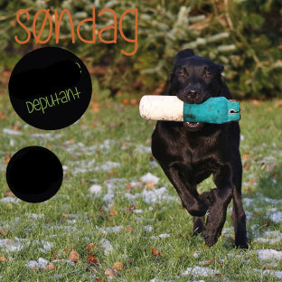 🐕 Begynderklasse - Debutant test (kun for retrievere) Jan