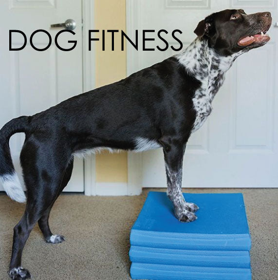 Dog Fitness - Torsdag Kl. 19.35