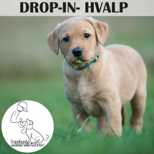 Hvalpe træning -Drop-in