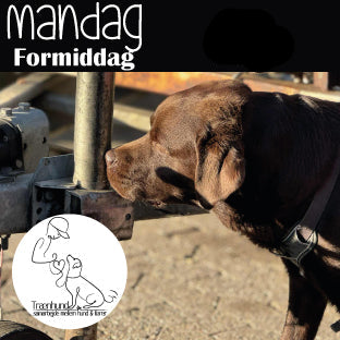 Mandag kl. 9.00 Nose Work Aug.-Okt. Begynder