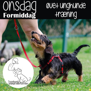 Onsdag kl. 9.00 Hvalpe Unghund - Let øvet - 28 Okt.-27 Jan.