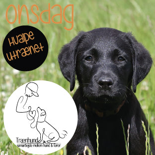 Onsdag kl. 16.45 Hvalpe/Unghunde Utrænet. 12 Aug.-21 Okt.