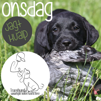 Onsdag Kl.19.05 - Jagthvalp Utrænet Jan-April