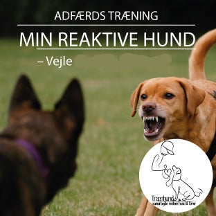 Min Reaktive Hund – Vejle