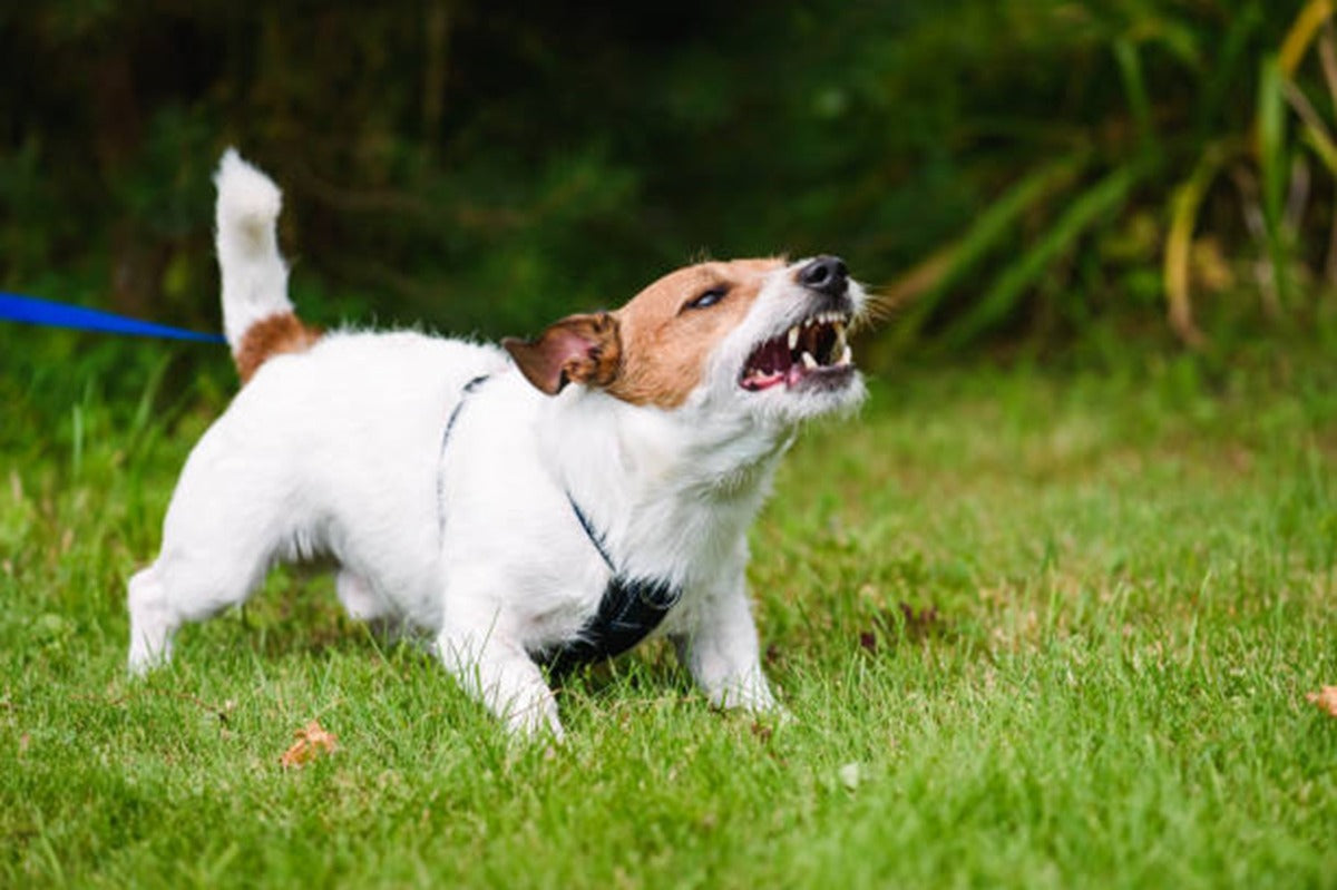 Lydighedstræning for reaktive hunde