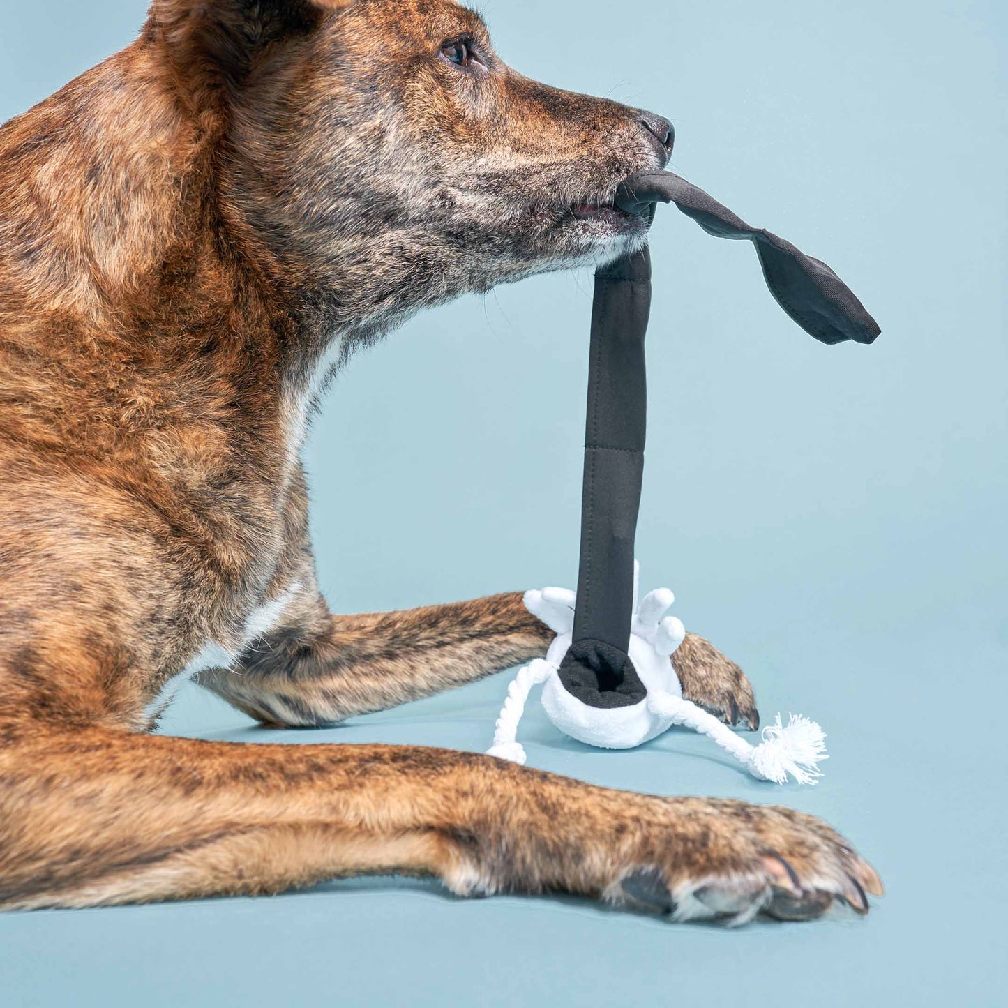 Calamari Nosework Legetøj – Sjov og Stimulering for Din Hund