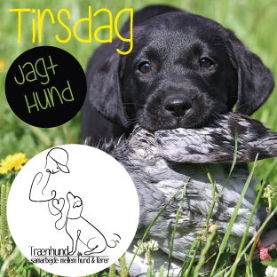 Tirsdag kl. 18.00 Jagthvalp Utrænet Jan.-April