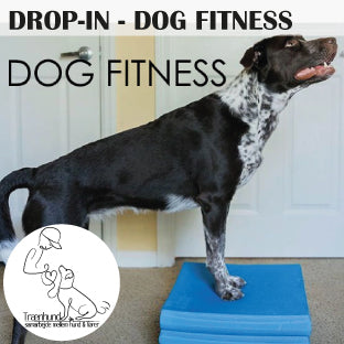 Dog Fitness -Drop-in