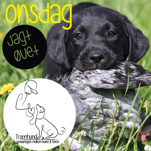 Onsdag Kl. 19.05 Jagthvalp/Unghund Øvet