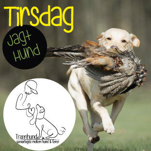 Tirsdag Kl. 19.05 -Jagthund Aug