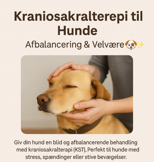 🐶 Kraniosakralterapi til Hunde – Afbalancering & Velvære