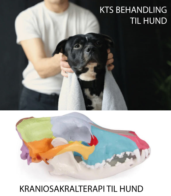 Kraniosakralterapi til Hunde 10 Maj