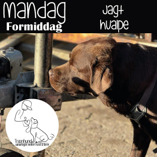Mandag kl. 10.45 Nose Work Juni-Aug.