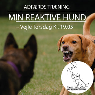 Min Reaktive Hund – Vejle Kl. 19.05