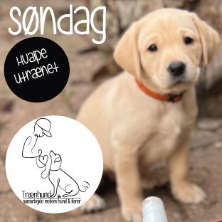 Søndag Kl.10.45 Hvalpe/Unghunde Utrænet