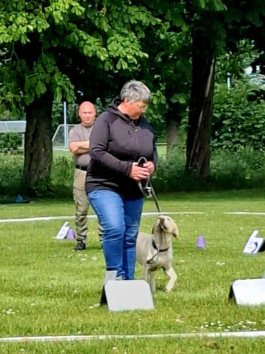 🐾 Rally Lydighedsweekend kursus med Stine Smith