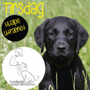 Tirsdag kl. 16.45 hvalp Utrænet 6 Okt.-26 Jan.