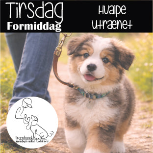 Tirdag kl. 9.30 Hvalpe/Unghunde Utrænet Juni-Aug.