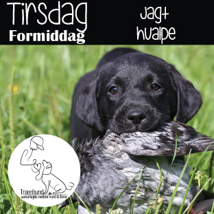 Tirsdag kl. 8.30 Jagt Hvalpe Unghund -Begynder & Let øvet - 4 Aug.-29 Sep.