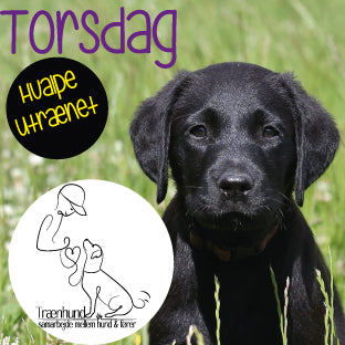 Torsdag Kl.19.05 Hvalpe/Unghunde Utrænet Aug.