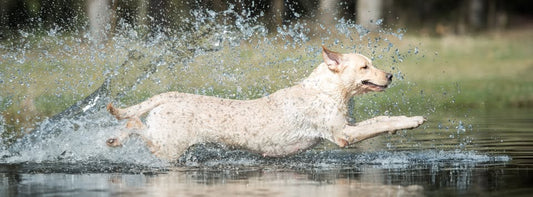 Vandtræning for jagthunde & Retriever April