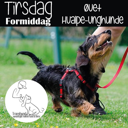 Tirsdag kl. 10.00 Øvet Hvalpe Unghund  - 5 Jan. -16 Marts