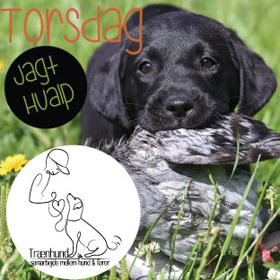 Torsdag kl. 16.00 Jagthvalp Utrænet 30 Juli- 1 Okt.
